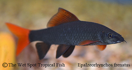 Epalzeorhynchos frenatus - Rainbow Shark