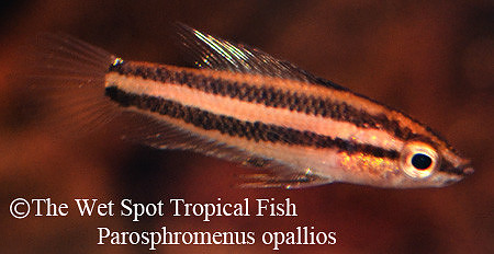 Parosphromenus opallios - Giant Red Sparkling Licorice Gourami