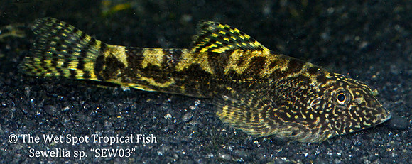 Sewellia sp. SEW03 - Vietnam Saddled Hillstream Loach