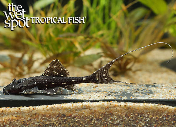 Acanthicus adonis "White Spotted Lyretail Pleco"