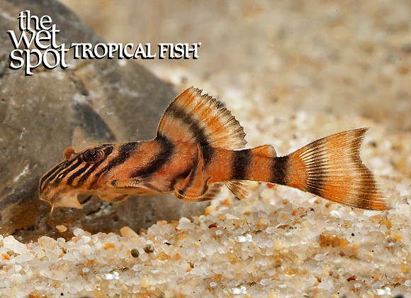 Panaqolus sp. "L397" "Candy Stripe"