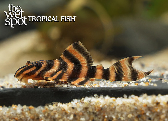 Panaqolus claustellifer "L306"  "Bloodred Tiger Pleco"