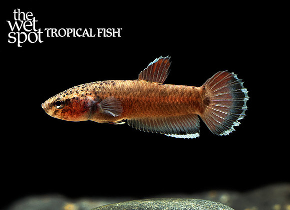 Betta channoides "Red Cherry Betta"