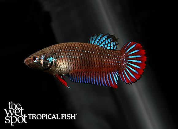 Betta imbellis "Peacock Betta"