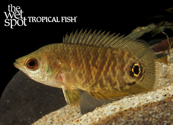 Ctenopoma ocellatum "Tail Spot Bushfish"