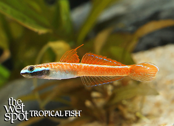 Stiphodon annieae - Annie's Goby