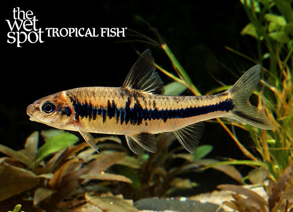 Sarcocheilichthys nigripinnis Rainbow Gudgeon