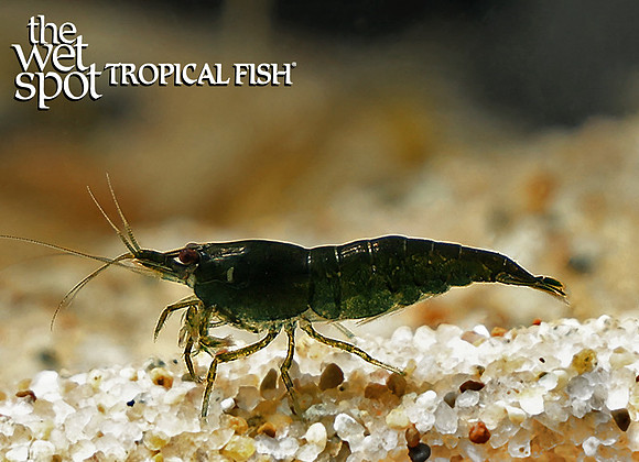 Neocaridina davidi  "Green Hulk Shrimp"