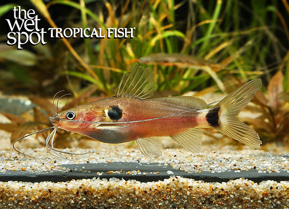 Mystus bimaculatus