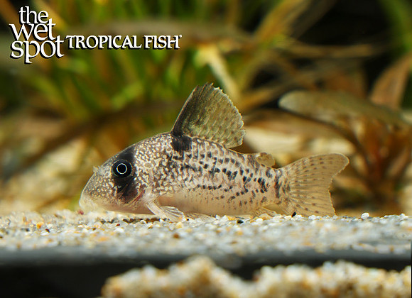 Corydoras sp. "CW004" "Ancestor Cory"
