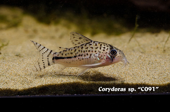 Corydoras sp. C091