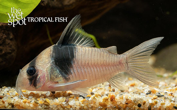 Corydoras sp. CW049 - Diamond Cory