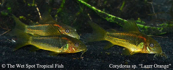Corydoras sp. CW010 - Laser Orange