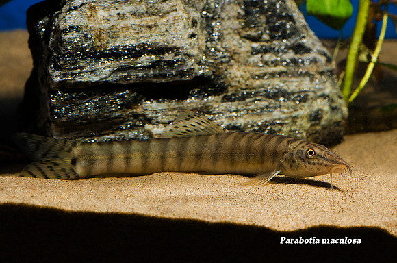 Parabotia maculosa - Chinese Emperor Loach