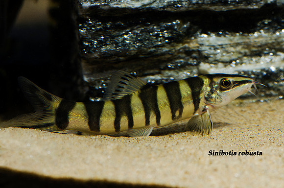Sinibotia robusta - Chinese Kansu Loach