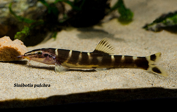 Sinibotia pulchra - Chinese Golden Zebra Loach