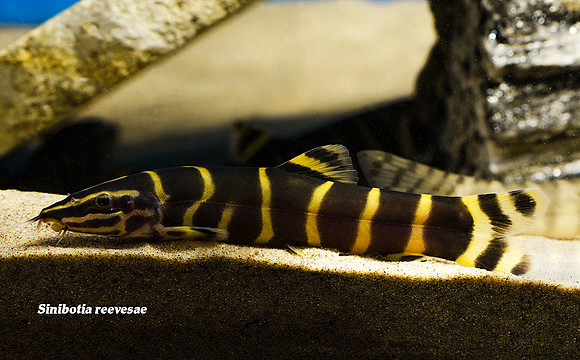 Sinibotia reevesae - Chinese Reevesae Loach
