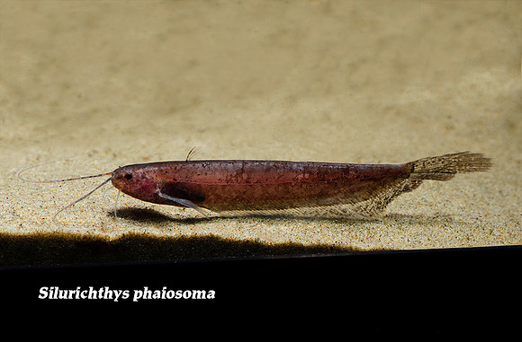 Silurichthys phaiosoma - Featherfin Catfish