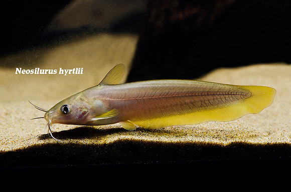 Neosilurus hyrtlii - Yellow Eel Tail Catfish