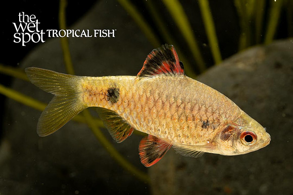 Pethia stoliczkana - Stoliczkana Barb