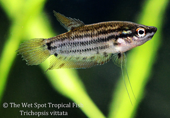 Trichopsis vittata - Croaking Gourami