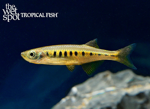 Inlecypris auropurpureus  Lake Inle Danio