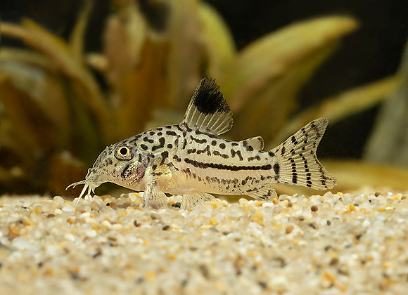 reticulated julii cory Corydoras trilineatus