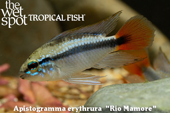 Apistogramma erythrura "Rio Mamore"