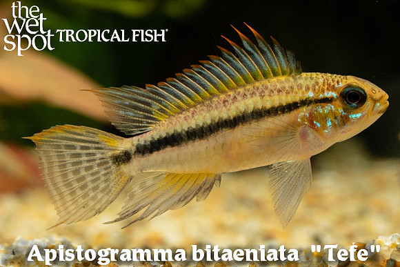 Apistogramma bitaeniata "Tefe"