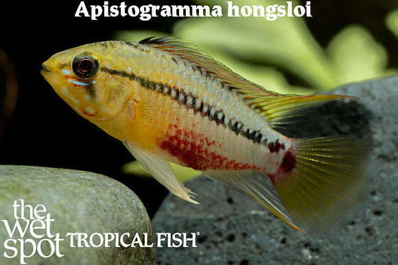 Apistogramma hongsloi