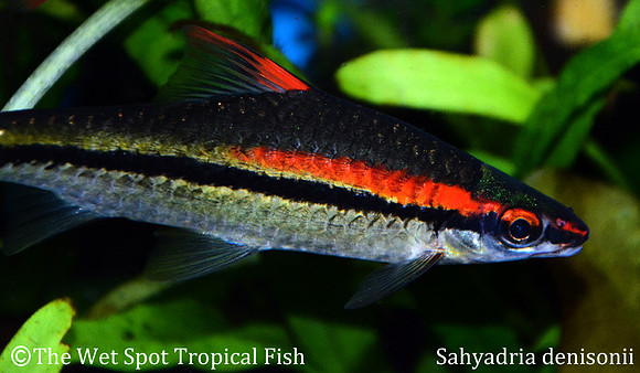 Sahyadria denisonii - Roseline Shark