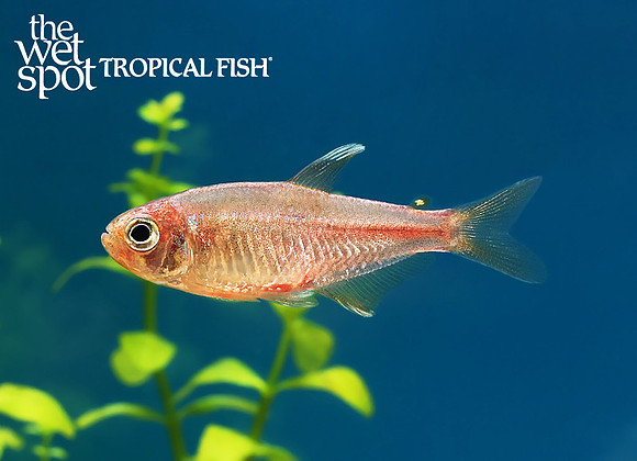 Hyphessobrycon itaparicensis "Pink Lemonade Tetra"