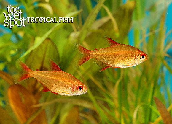 Hyphessobrycon sp Red Cherry Tetra