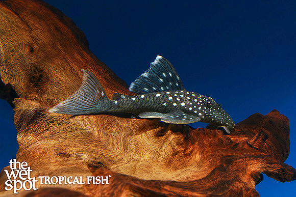 Hemiancistrus sp. 128