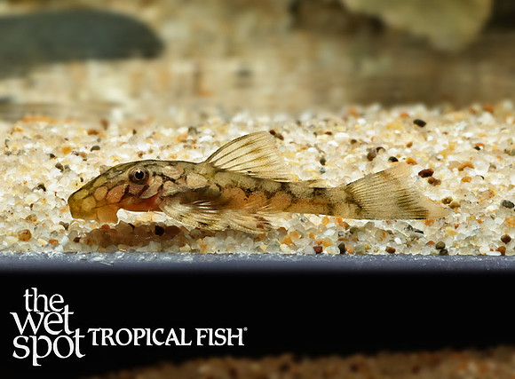 Ancistrus sp."L519" "Río Iténez"