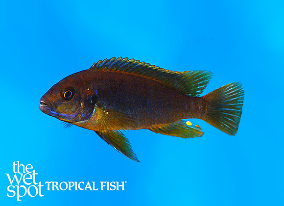 Iodotropheus sprengerae