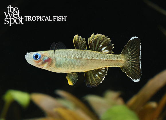 Pseudomugil tenellus "Delicate Blue Eye Rainbow"