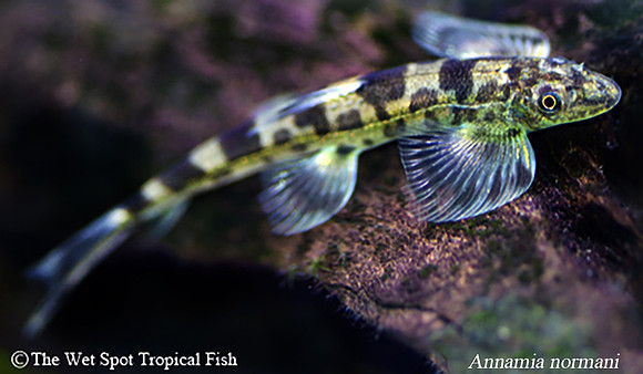 Annamia normani - Vietnam Butterfly Loach