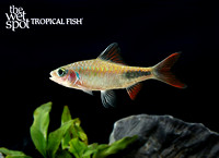 Dawkinsia rohani   "Rohan's Tear-Spot Barb"