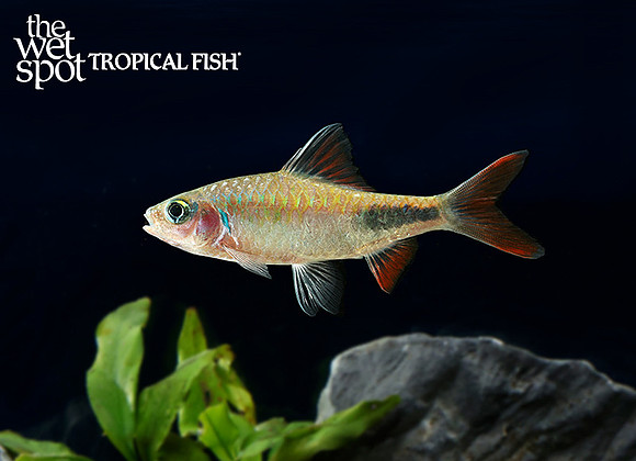 Dawkinsia rohani   "Rohan's Tear-Spot Barb"