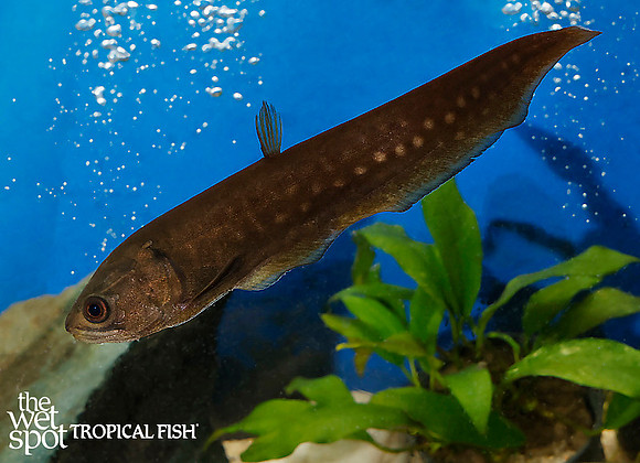 Gold Spotted Knife - Papyrocranus afer