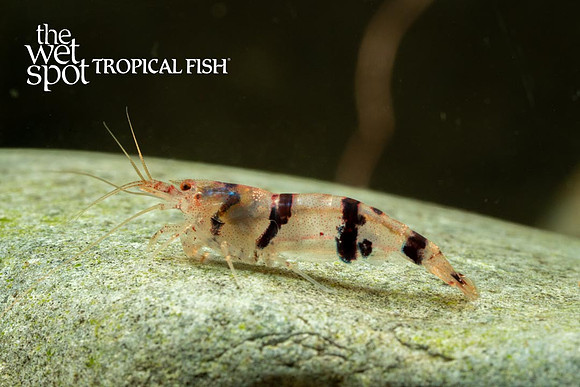 Caridina sp. - Raccoon Tiger Shrimp