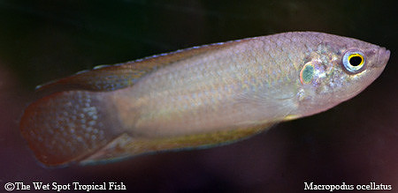 Macropodus ocellatus - Dark Knight Paradise Fish