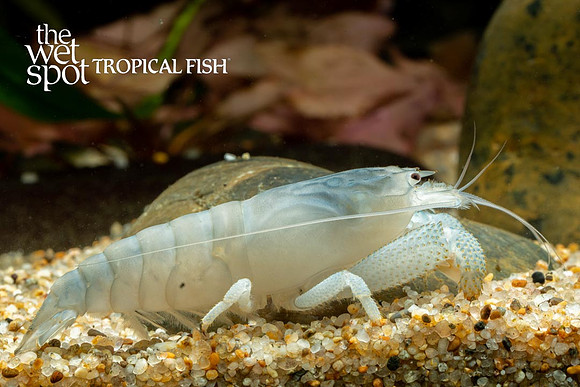 Atya gabonensis - Giant Blue Wood Shrimp