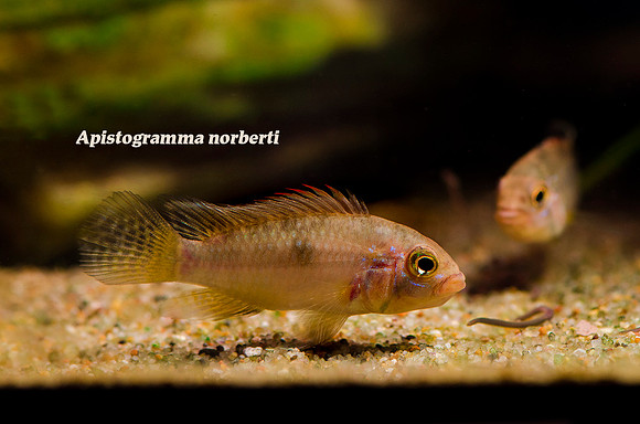 Apistogramma norberti