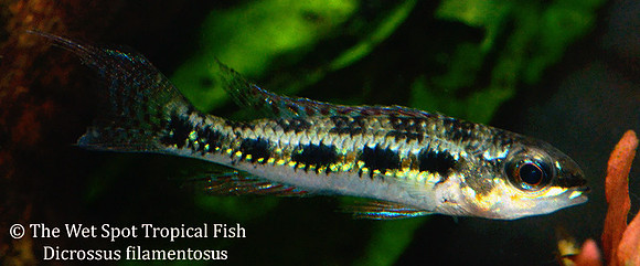 Dicrossus filamentosus ♂