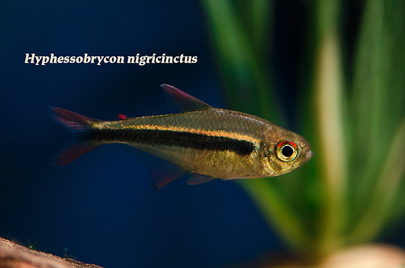 Hyphessobrycon nigricinctus - Imperial Tetra