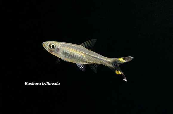 Rasbora trilineata - Scissortail Rasbora
