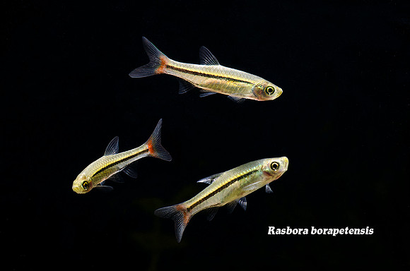 Rasbora borapetensis - Brilliant Rasbora