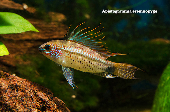 Apistogramma eremnopyge